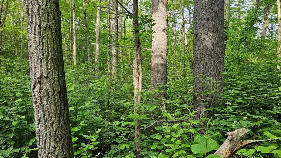 Lots 13-20, 23-28 Woodland Avenue, Hayward, WI 54843 - Image #3