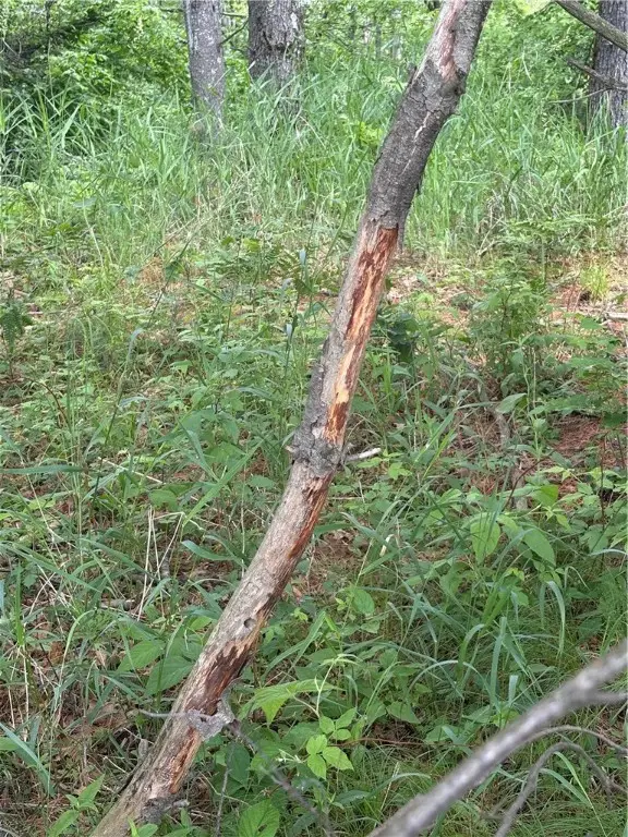 0 Walkers Road, Humbird, WI 54746 - #2