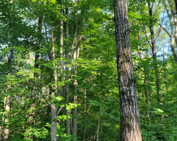 On Daisy Lane, Ojibwa, WI 54862