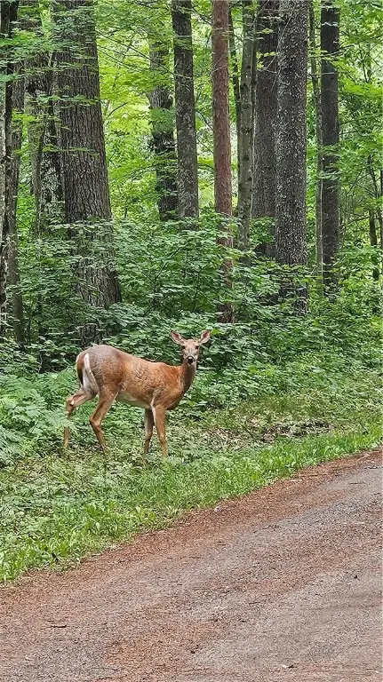 Lots 17, 18, 36-40 BLK 13 Dixon Ave, Hayward, WI 54843