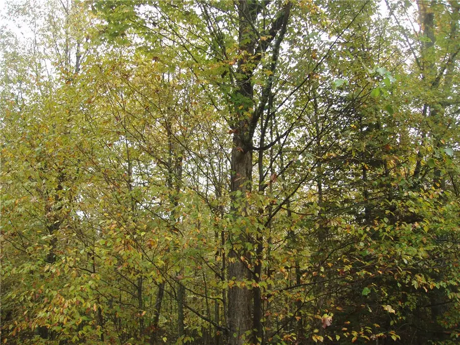 80+/- Acres On Bass Lake Road, Park Falls, WI 54552 - Image #2