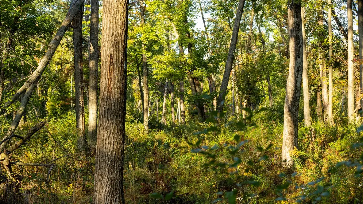 0 Hannon Road, Black River Falls, WI 54615 - #1