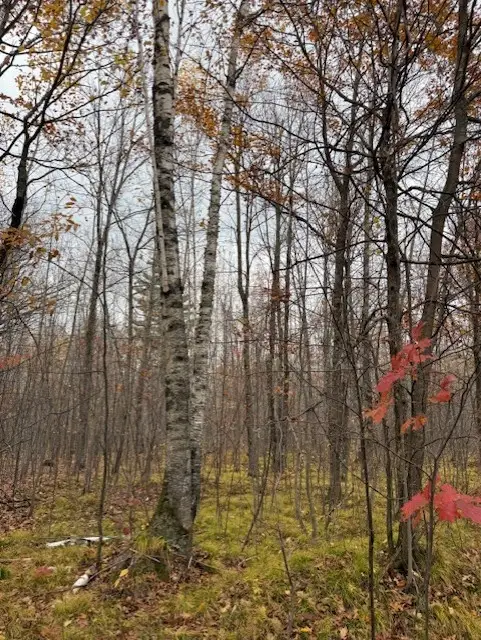 Lot 10 N Silver Birch Drive, Cable, WI 54821