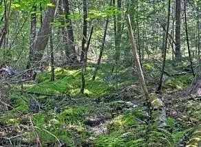 N 2723 Hwy 253, Sarona, WI 54870 - #1