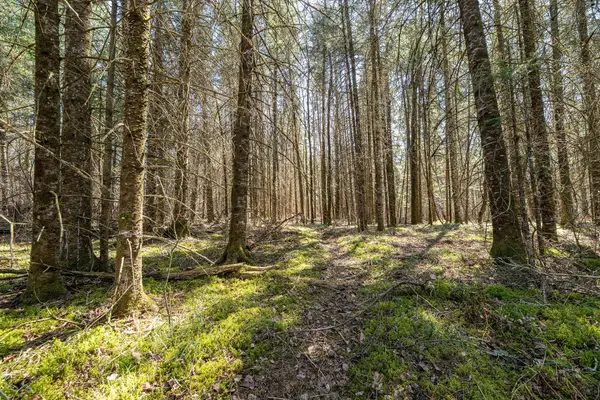 0 Clover Rd S, Winter, WI 54896