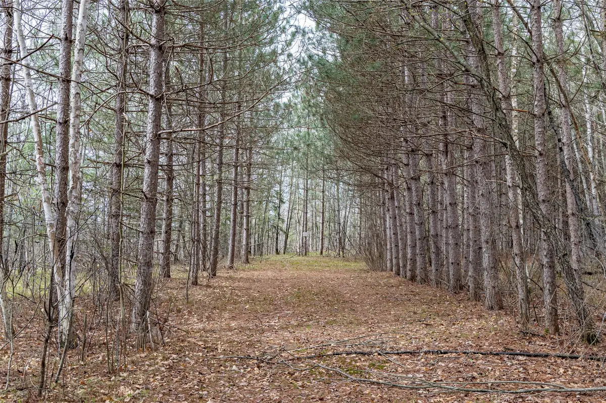 40 Acres Adams & Jones Road, Bruce, WI 54819 - #1