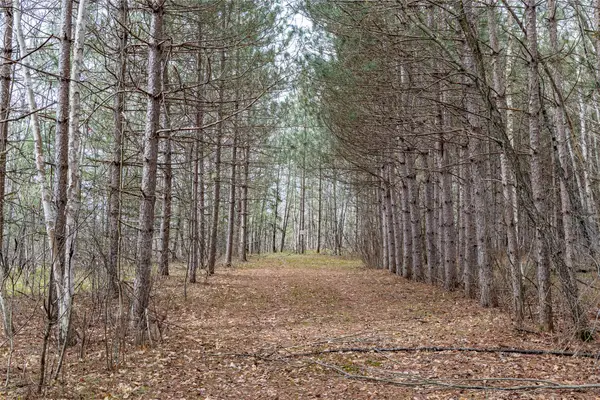 40 Acres Adams & Jones Road, Bruce, WI 54819