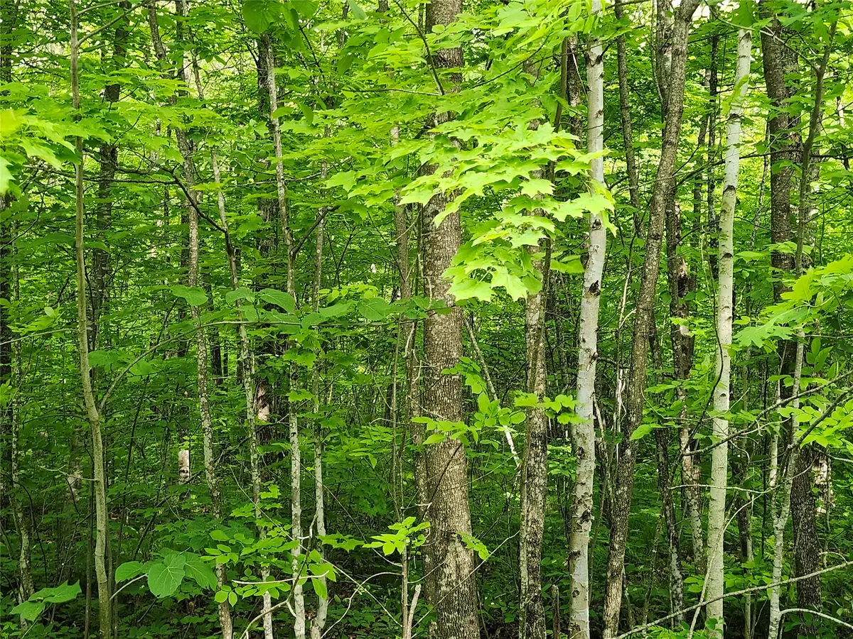 Off Borrie Road, Couderay, WI 54828 - #1