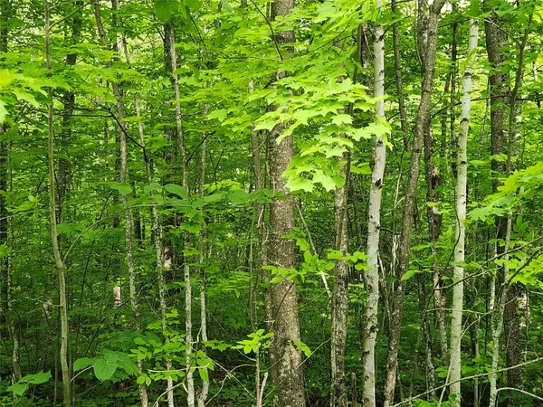 Off Borrie Road, Couderay, WI 54828