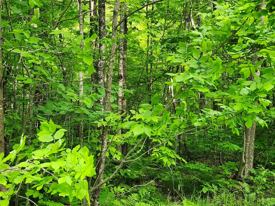Off Borrie Road, Couderay, WI 54828 - #2