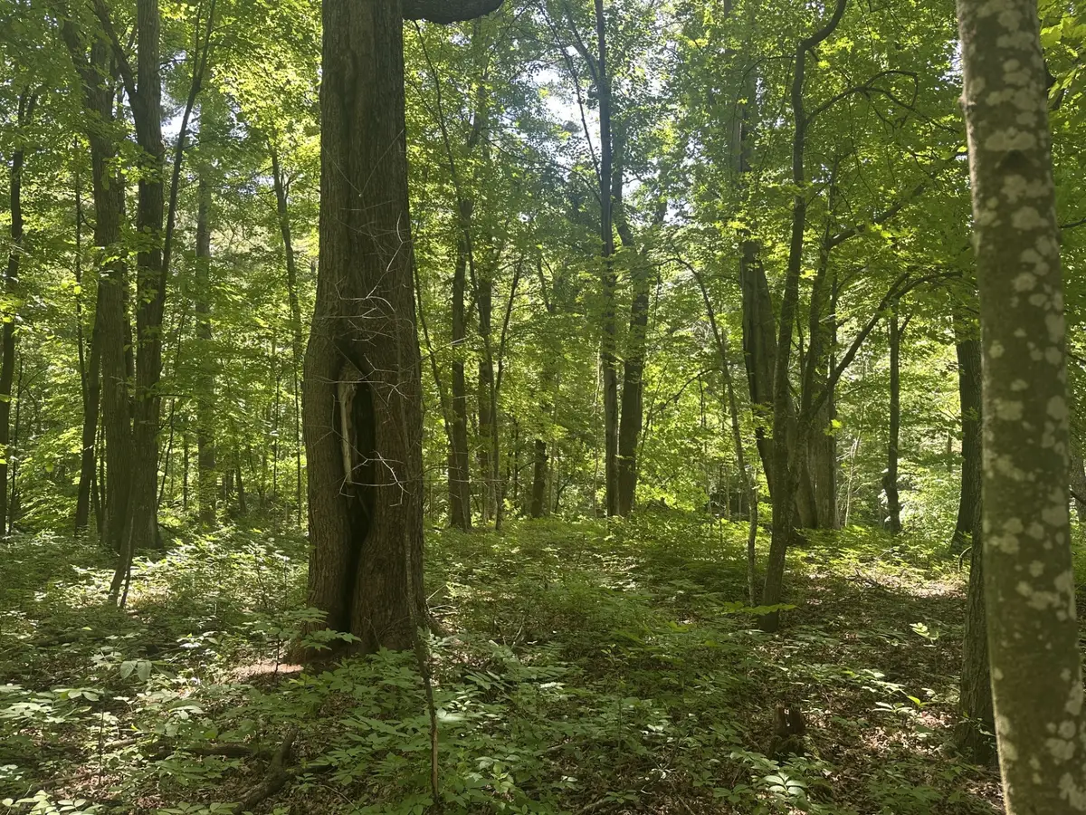Lot 1 Becker Road, Elk Mound, WI 54739 - #1