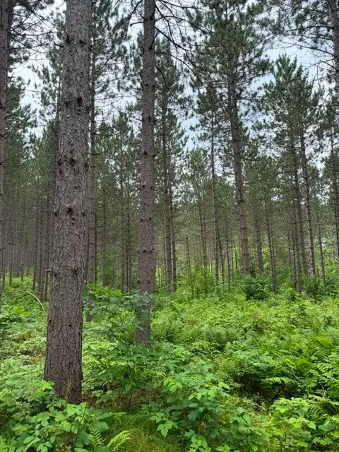 20 Acres N 5th Avenue, Trego, WI 54888 - #3