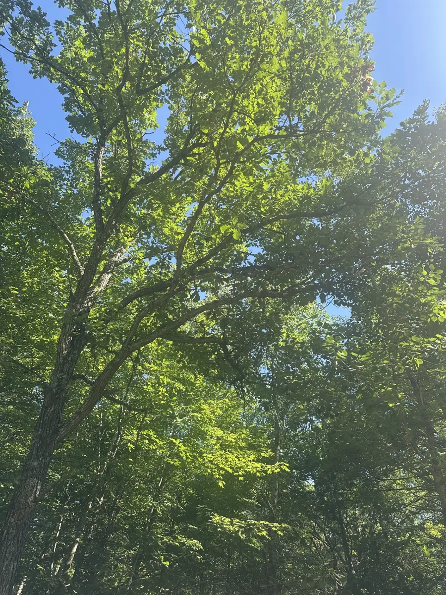 Lot 1 271st Street, Holcombe, WI 54745 - #3