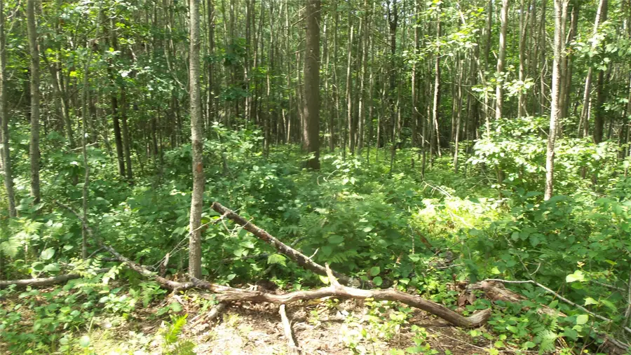 Lot 7 Birch Tree Trail, Spooner, WI 54801 - #3