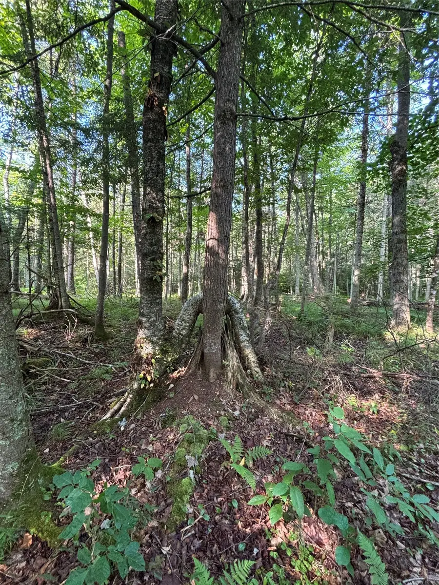 XX North Irish Road, Exeland, WI 54835 - #3