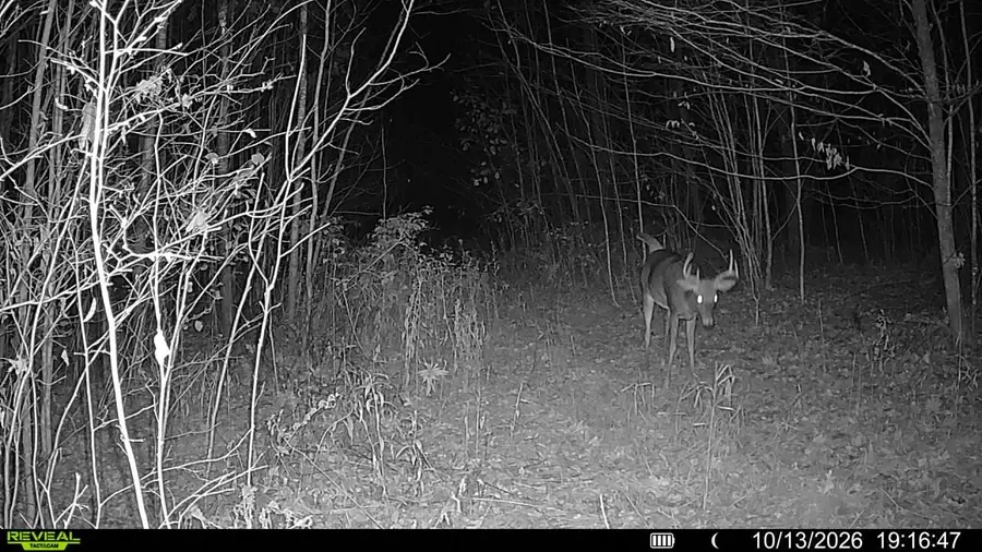 78.41 Acres Jew Creek Road, Hawkins, WI 54530 - #3