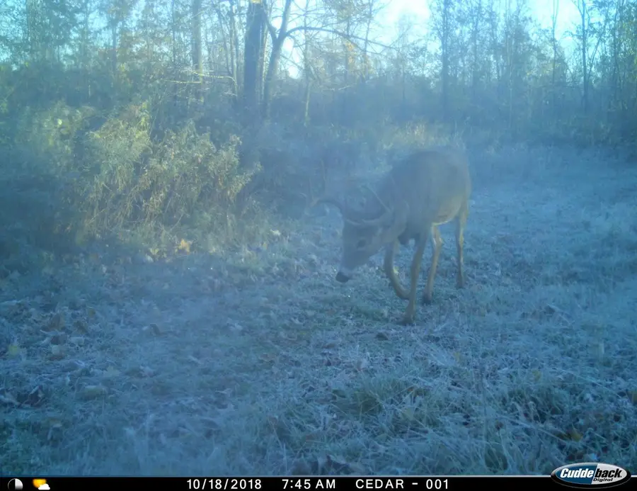 0 BEETLE CREEK ROAD, Tigerton, WI 54486 - Image #2