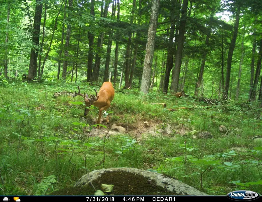 0 BEETLE CREEK ROAD, Tigerton, WI 54486 - Image #3