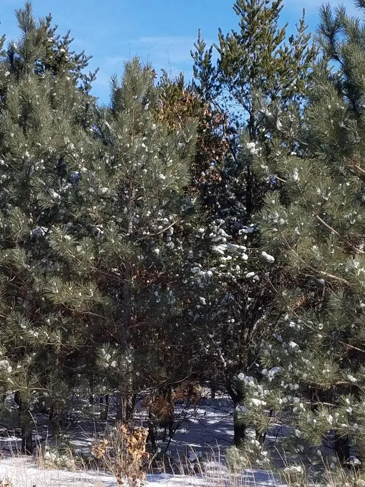 ON 13TH AVENUE #Meteor 8290-2, Nekoosa, WI 54457 - Image #3