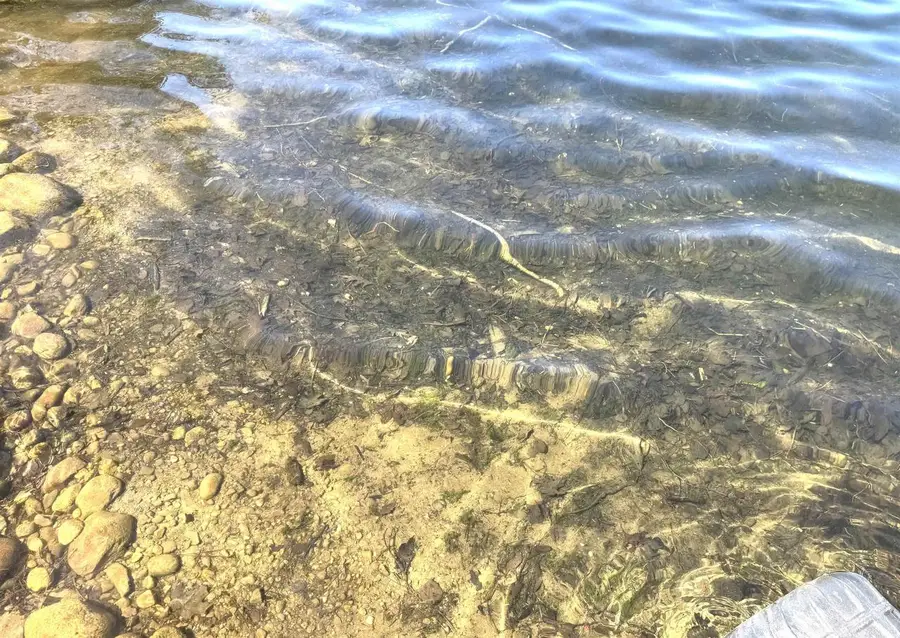 N9060 BIG TWIN LAKE LANE, Pickerel, WI 54465 - #2