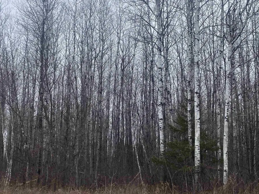 ON COUNTY ROAD E #8426-2, Tomahawk, WI 54487 - Image #2