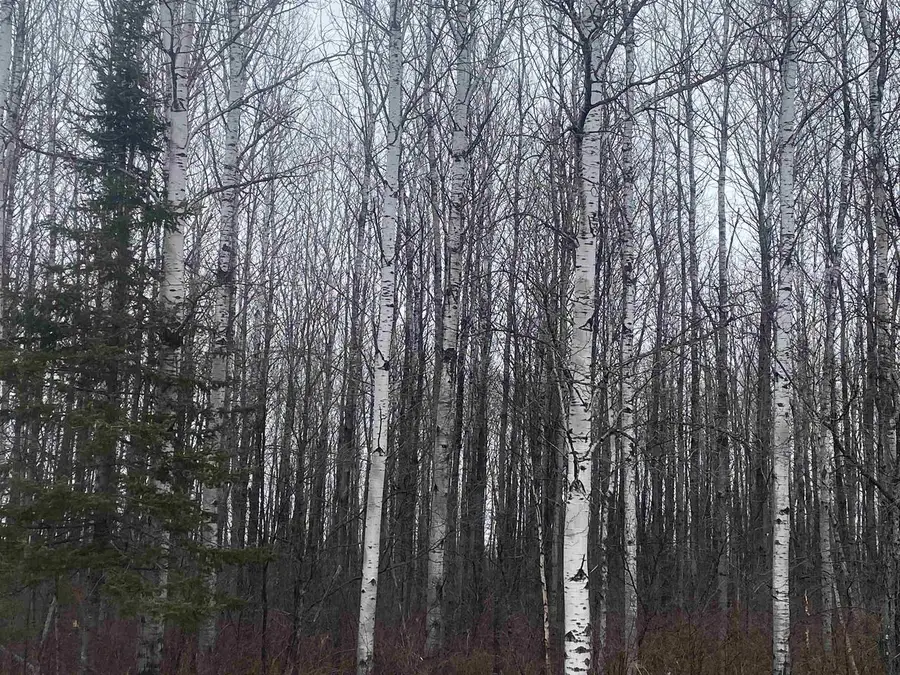 ON COUNTY ROAD E #8426-2, Tomahawk, WI 54487 - Image #3