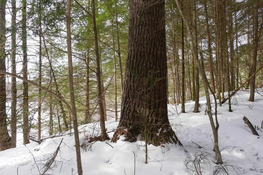 +/-.544 Acre SALEM LAKE ROAD, Medford, WI 54451 - #3