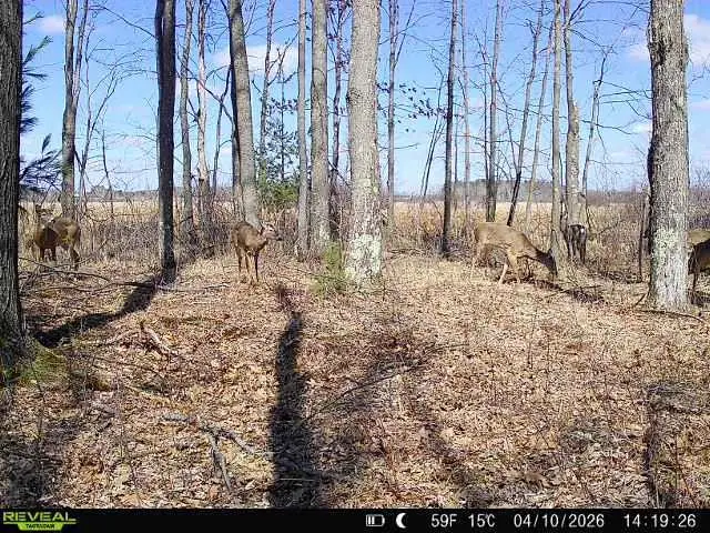 21 ACRES #Sand Hill Ln, Linwood, WI 54481 - #1