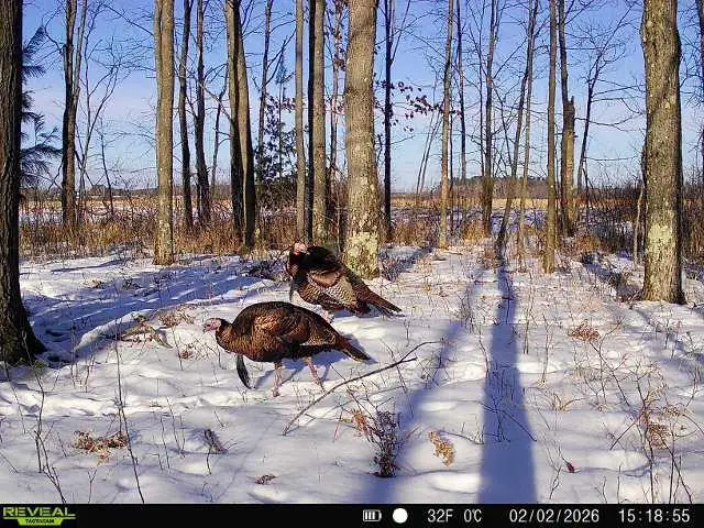 21 ACRES #Sand Hill Ln, Linwood, WI 54481 - #3