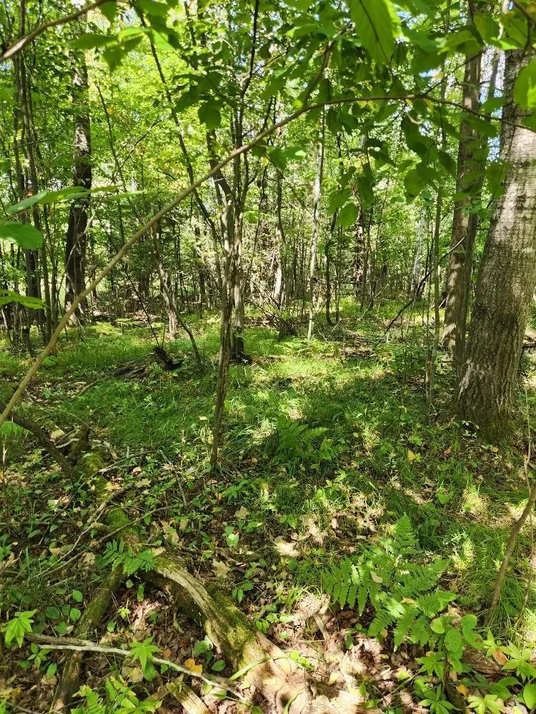 On PENINSULA DRIVE #Lots 6 + 7, Phillips, WI 54555 - #2