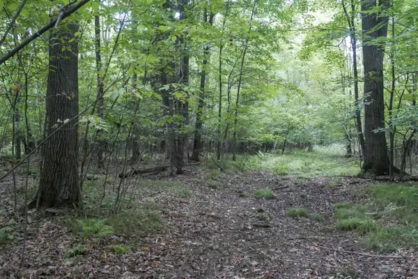 +/-80 Acres PINE AVENUE, Medford, WI 54451