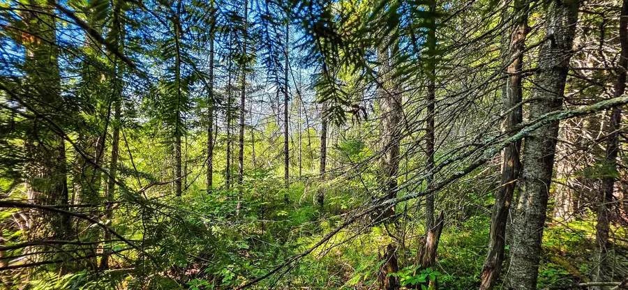 Tuscobia Trail, Park Falls, WI 54552 - Image #3