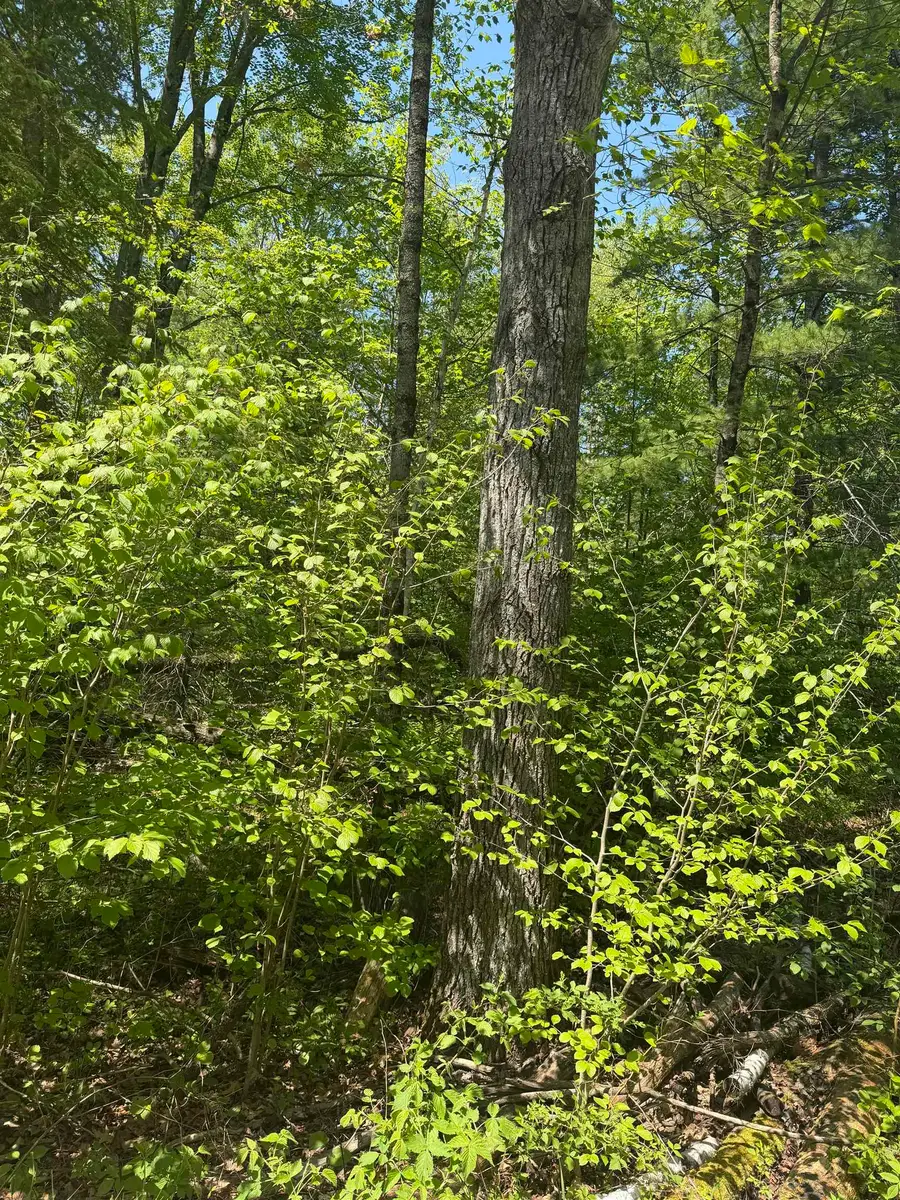 Lower Dam Road #4 & 5, Mountain, WI 54149 - #3