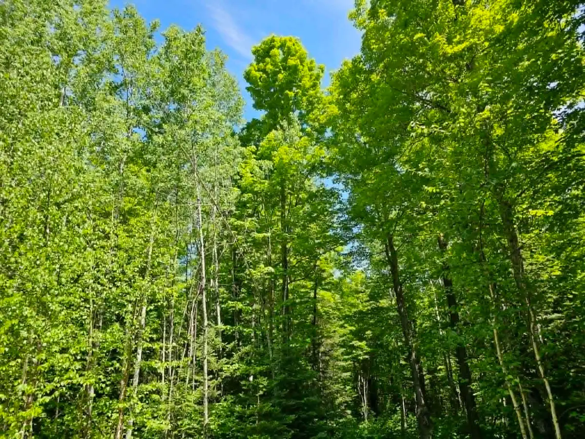 W Herzog Road, Iron Mountain, MI 49801 - #1
