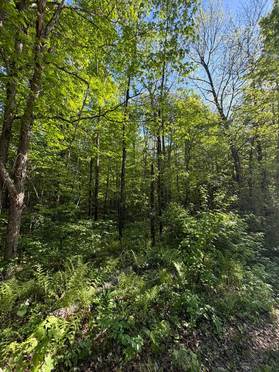 Dream Lake Road #7, Tipler, WI 54542 - #3