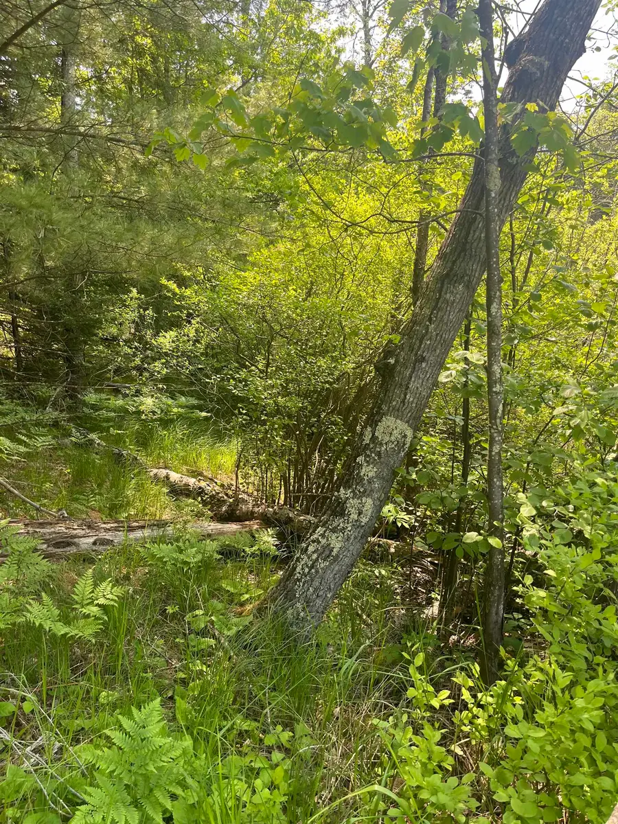 Lake John Road, Lakewood, WI 54138 - #3