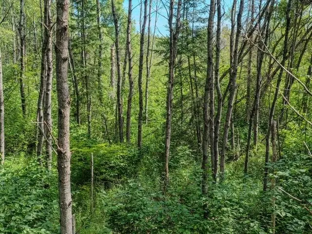 Ruth Road, Tripoli, WI 54564 - #3