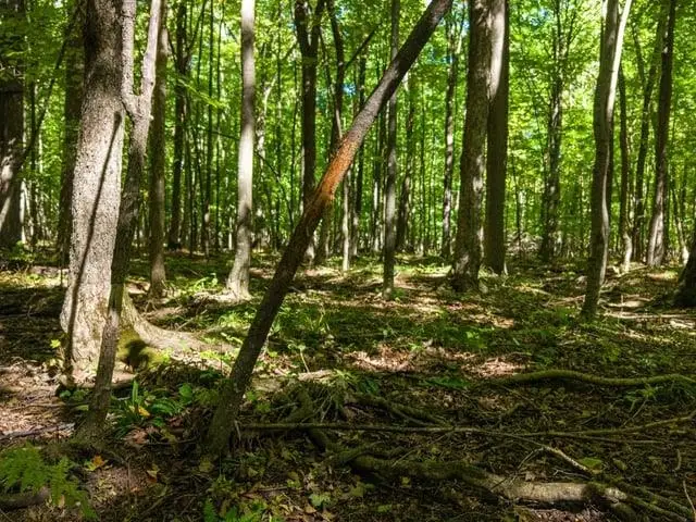 Cty Hwy A, Athens, WI 54411 - #2