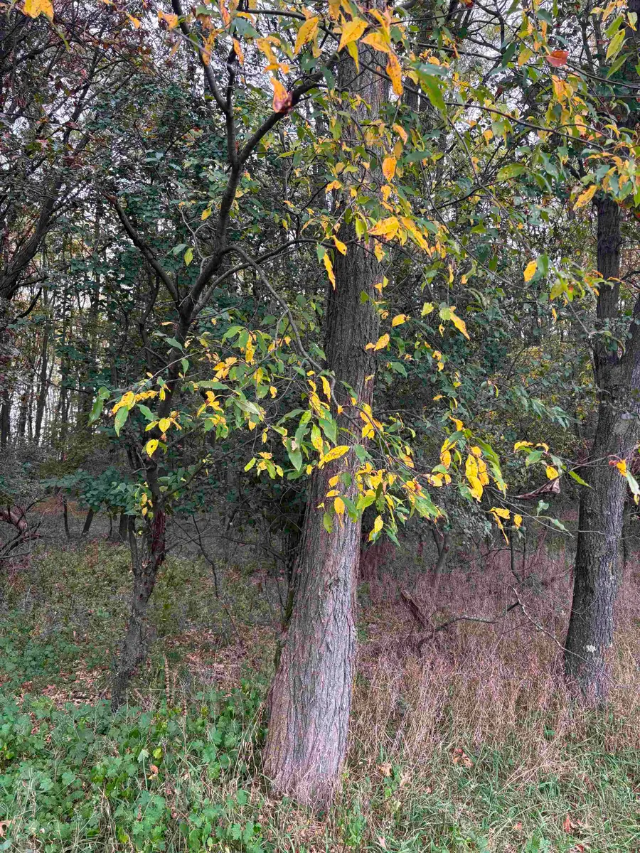 Bowling Lane, Waupaca, WI 54981 - #3
