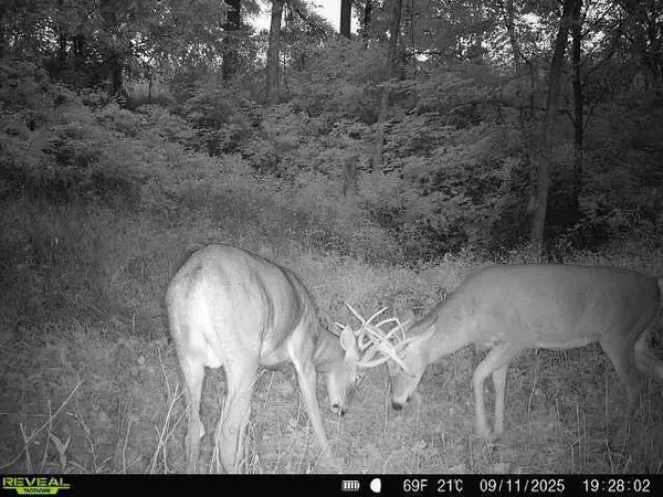 40 Acre Lot Walnut Lane, Richland Center, WI 53581