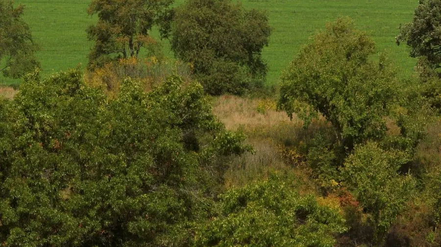 12.53 Ac County Rd HH, Hillsboro, WI 54634 - Image #3