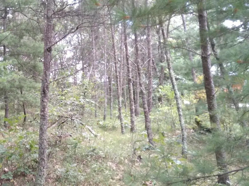 462 Duffers Trail, Nekoosa, WI 54457 - #3