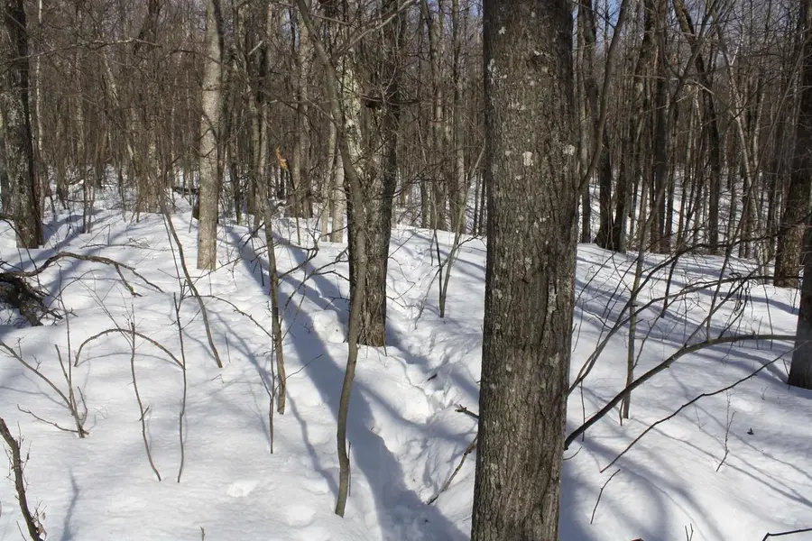 On W Rapids Road, Lake Tomahawk, WI 54539 - #2