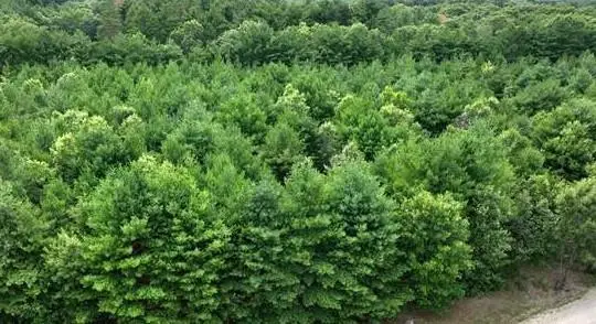 L16 Sandy Pines Court, Redgranite, WI 54970 - #1