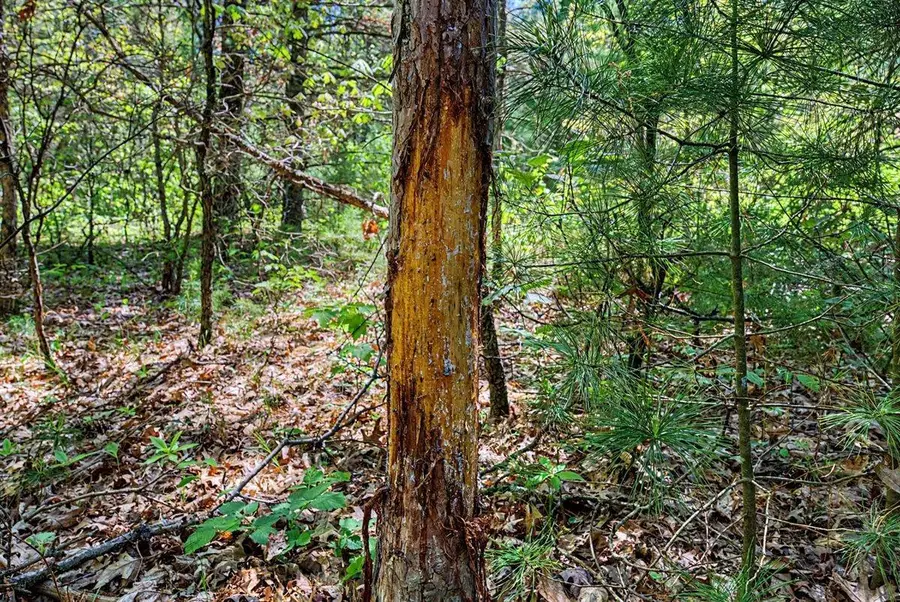 40+/- Acres Highway 13, Friendship, WI 53934 - #3