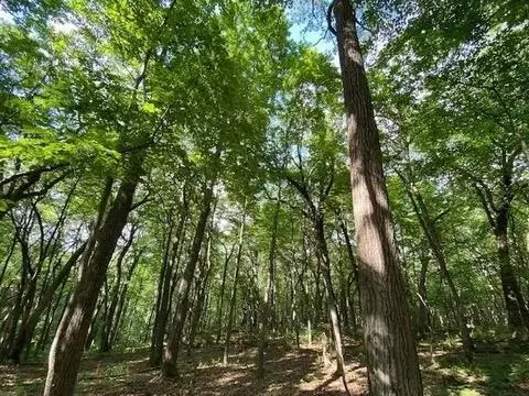 12 Wooded Acres Observatory Road, Cross Plains, WI 53528 - #1