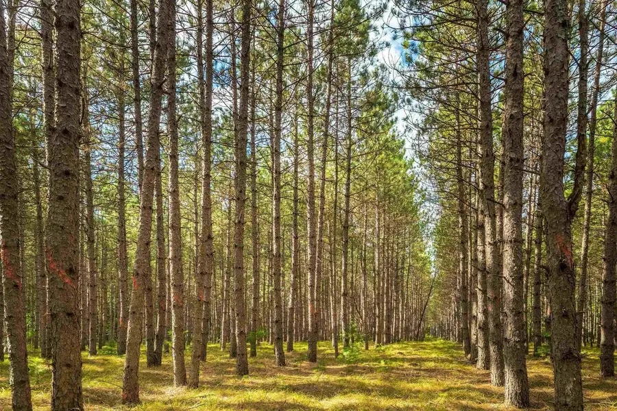 80+/- AC County Rd H Acres, Bridge Creek, WI 54772 - #3