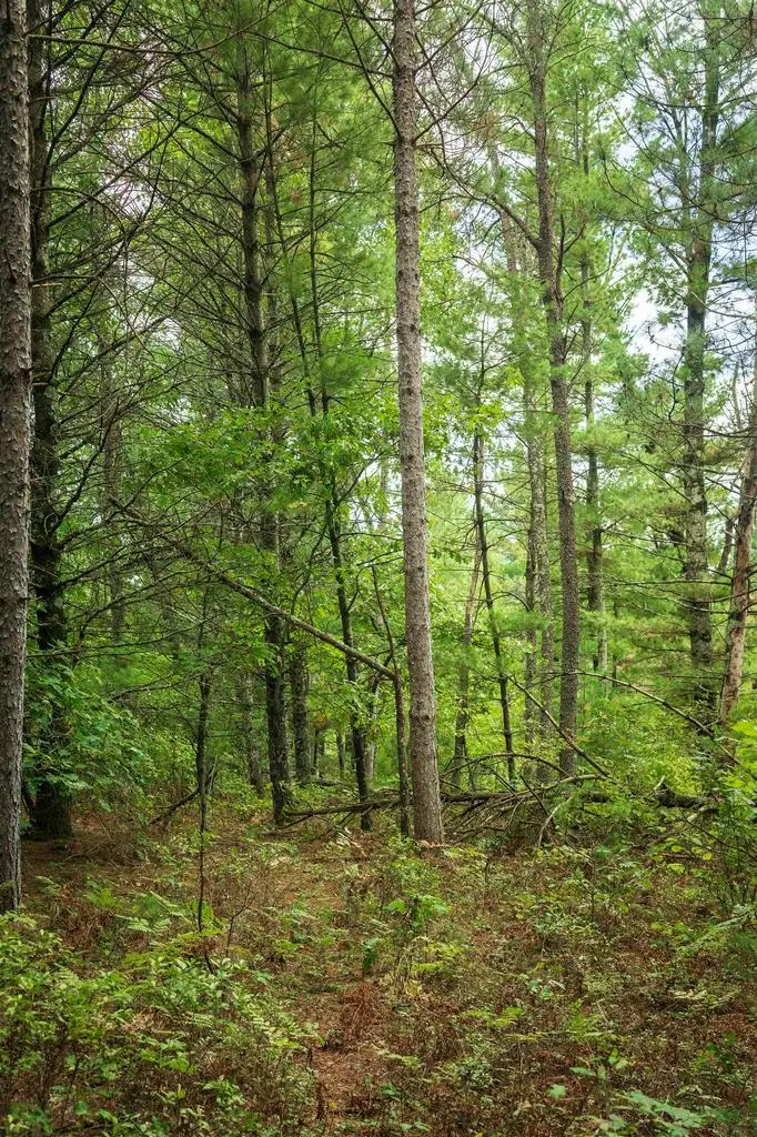 40+/- AC Horse Creek Acres, Bridge Creek, WI 54729 - #3