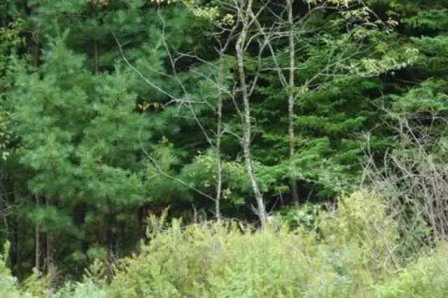 4 Flag Run Drive, Davis, WV 26260 - Image #1