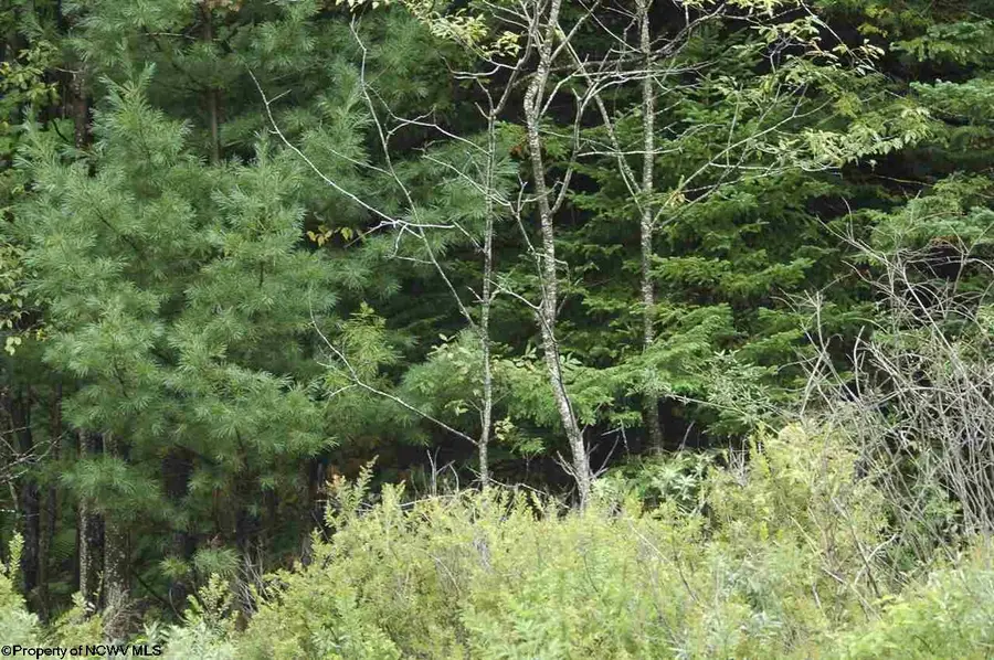 4 Flag Run Drive, Davis, WV 26260 - Image #3